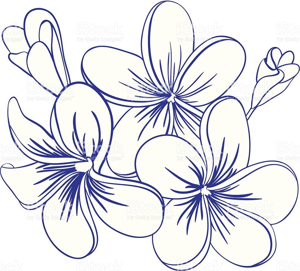 1024x925 Beautiful Hand Drawn Plumeria Flowers. Pretty Cute Sketch