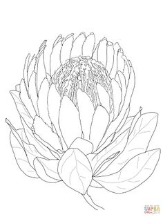 236x314 Frangipani