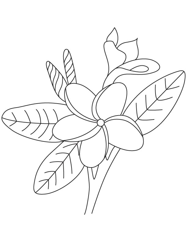 612x792 Frangipani Flower Colouing Page Download Free Frangipani Flower