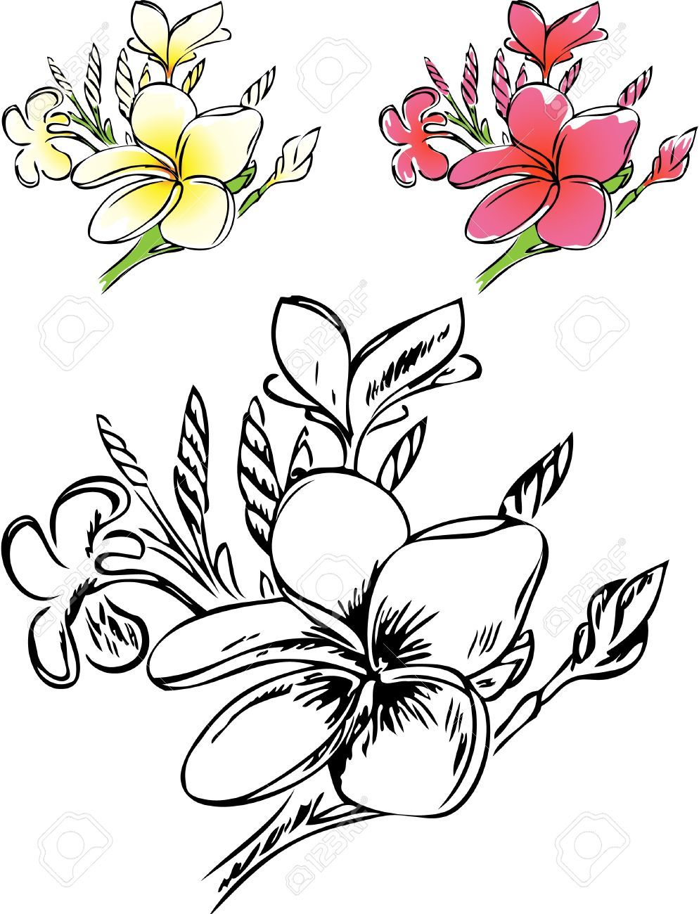 994x1300 Plumeria Line Drawing