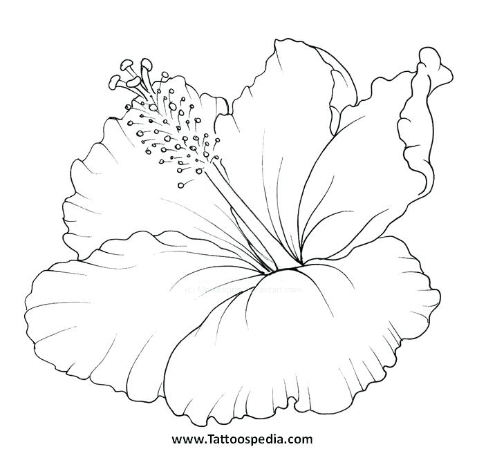 703x650 Printable Hawaiian Flower Stencils Printable