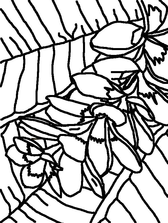 591x784 Coloring Page