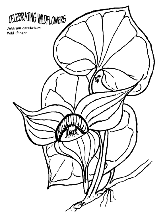 580x786 Fileasarum Caudatum Coloring Page.png