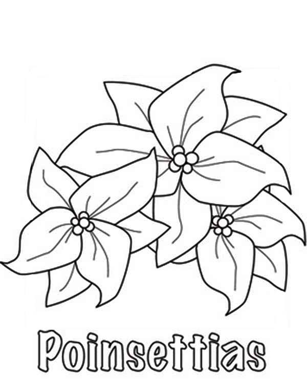 600x744 How To Sketch Poinsettia Flower Coloring Page