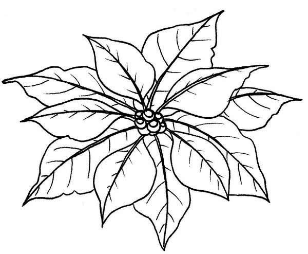 600x494 Leaves Of Poinsettia Coloring Page Color Luna