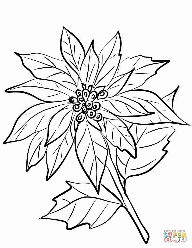 800x1035 Poinsetta Coloring Page Olegratiy