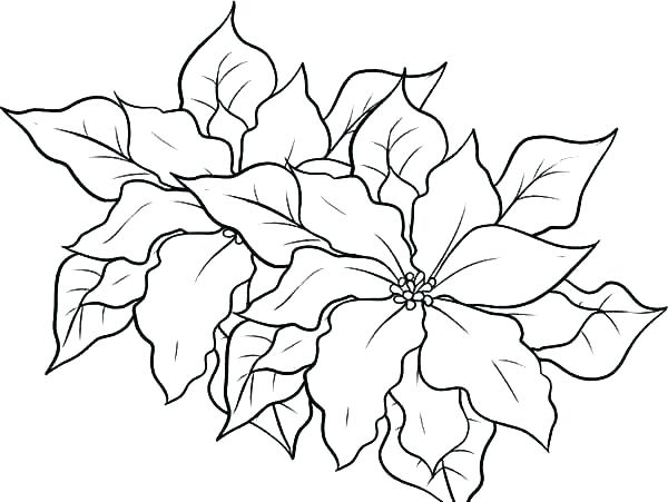 600x451 Poinsettia Coloring Page Poinsettia Coloring Page Fabulous Pages