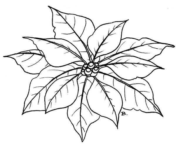 600x494 9 Best Poinsettia Images On Poinsettia Flower