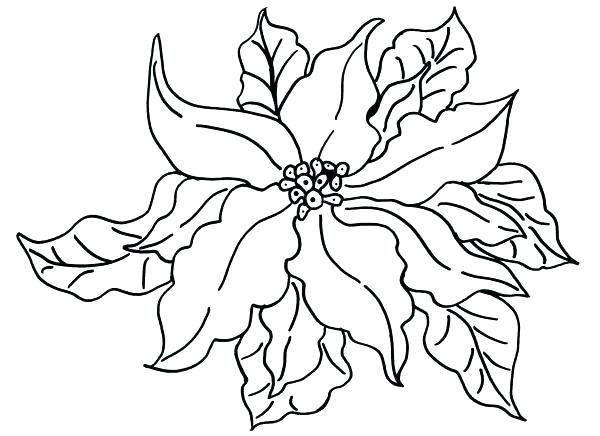 600x436 Poinsettia Coloring Sheet Pages Poins On Beautiful Poinsettia