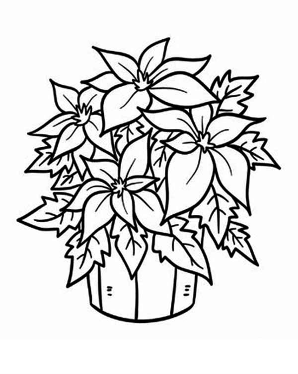600x754 Poinsettia In A Bucket Coloring Page Color Luna