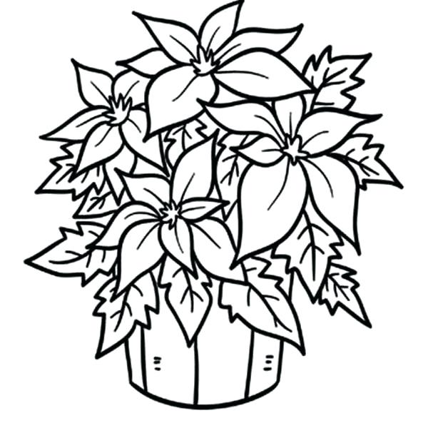 600x600 Poinsettia Coloring Pages
