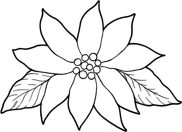 600x436 Blooming Poinsettia Coloring Page Color Luna