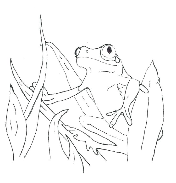 736x764 Coloring Page Frog Printable Frog Coloring Pages Frog Coloring