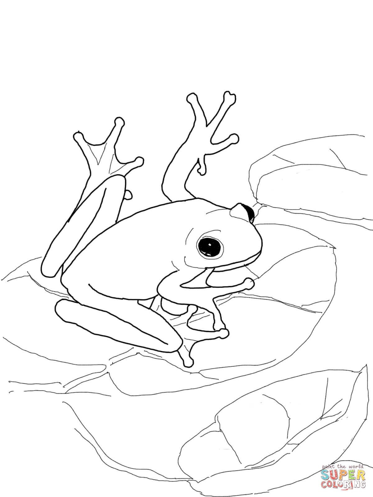 1200x1600 American Green Tree Frog Coloring Page Jpg 1200 1600 Brilliant