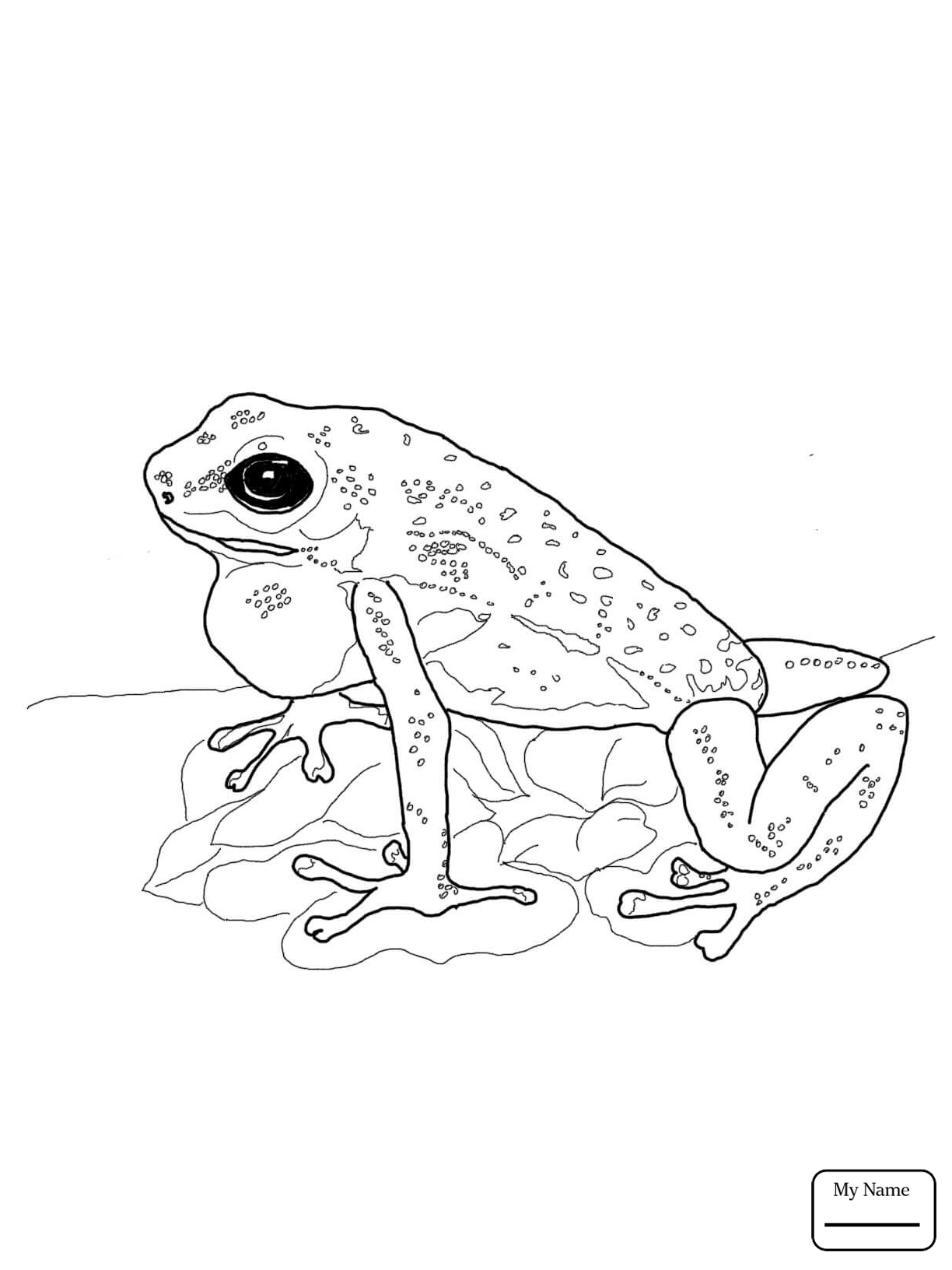 1224x1632 Approved Poison Dart Frog Coloring Pages Printable For Kids 2018