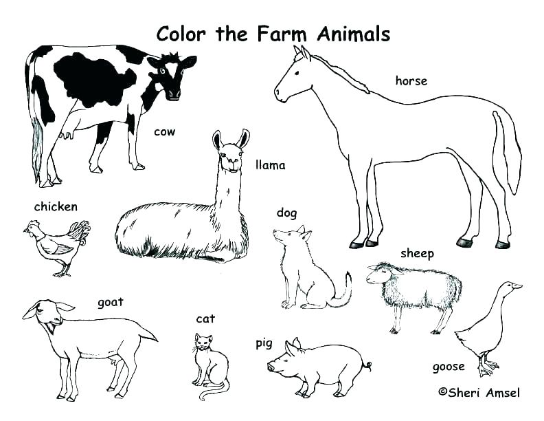 Polar Animals Coloring Pages