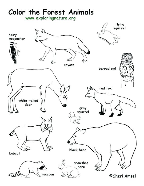 612x792 Arctic Animal Coloring Pages Arctic Animals Coloring Pages