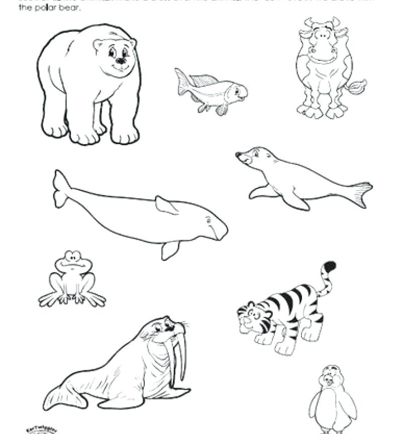 802x864 Arctic Animals Coloring Pages As Well As Arctic Animals Ringed