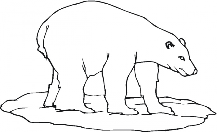 700x427 Polar Bear Coloring Pages Printable Polar Bear Colouring