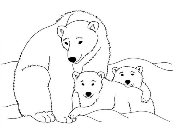 730x563 Printable Polar Bear Coloring Page Animal Coloring Pages