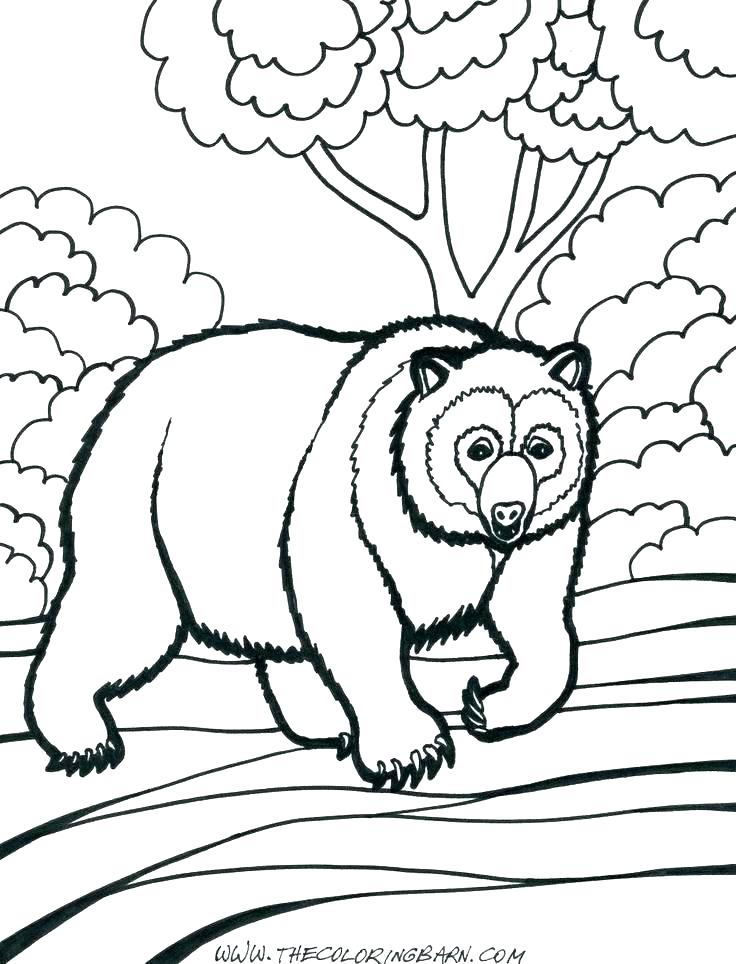 736x964 Polar Bears Coloring Pages Polar Bear Coloring Pages Printable