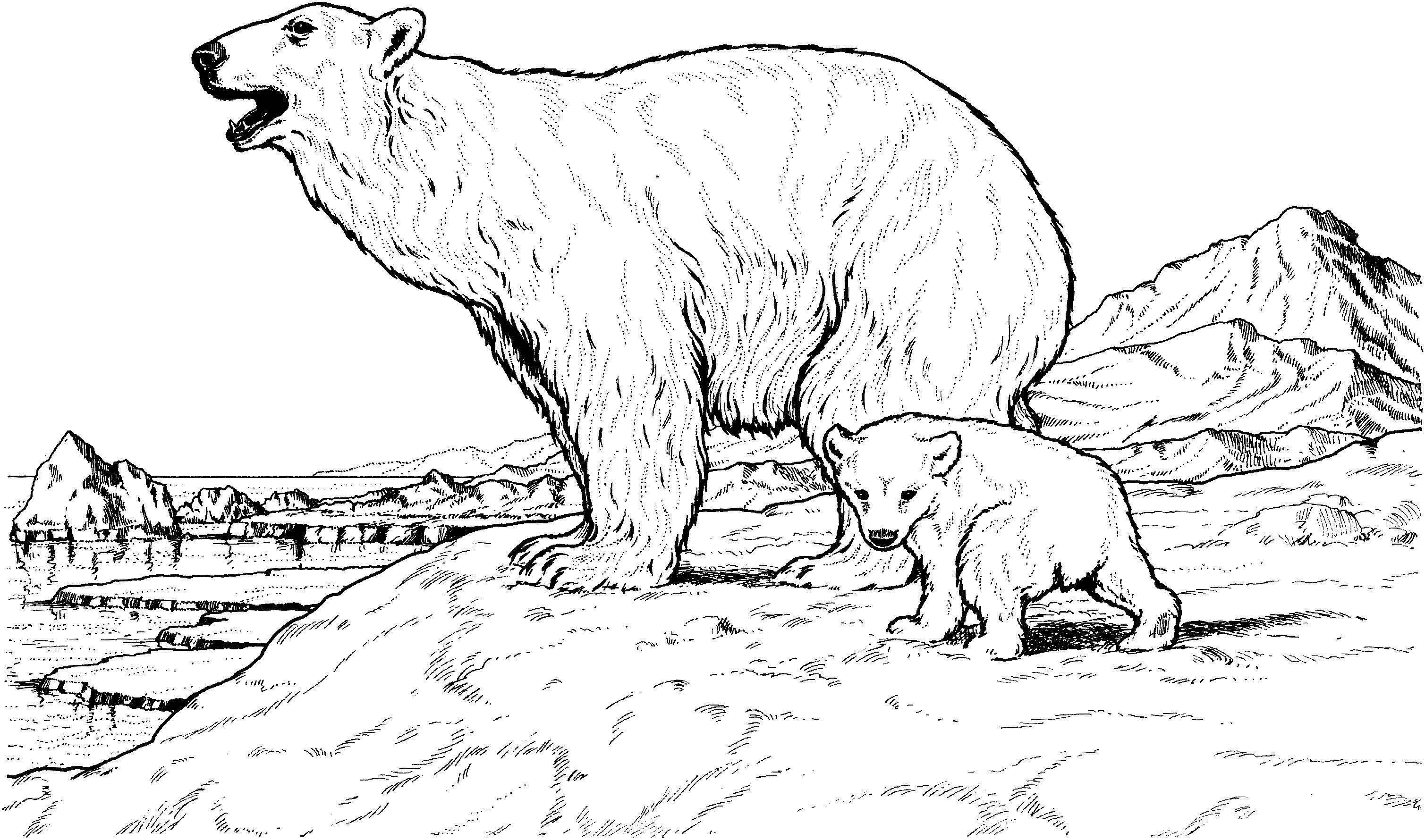 3018x1780 Coloring Page Bear Cub Coloring Sheets