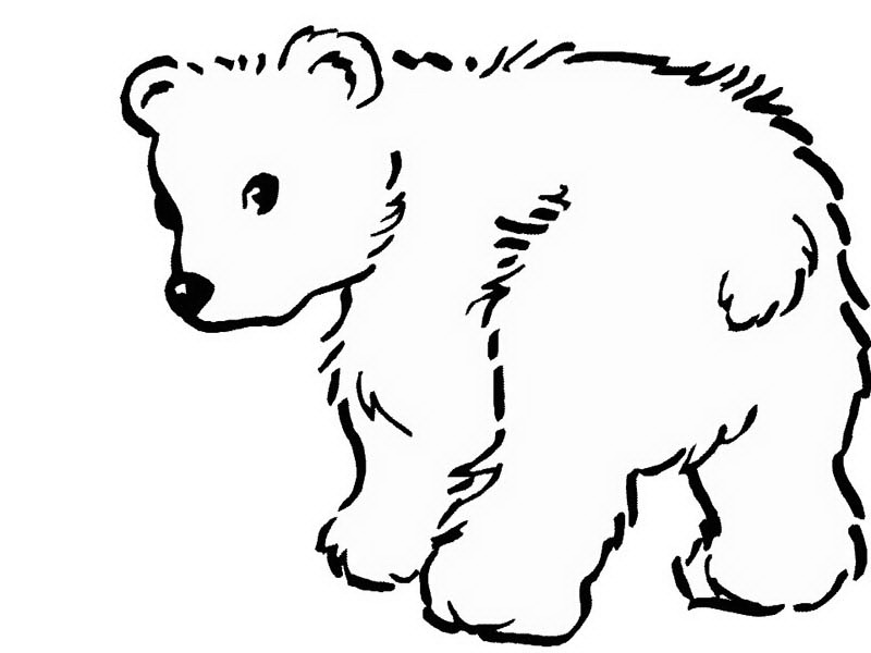 800x600 Bear Coloring Page Trend Polar Bear Coloring Pages 29 About