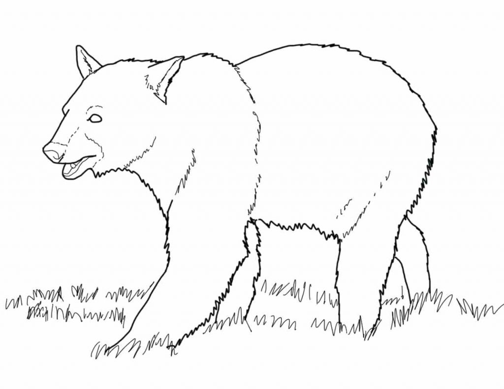 1024x791 Coloring Pages ~ Polar Bear Coloring Page Cubs Logo Cub For Kids