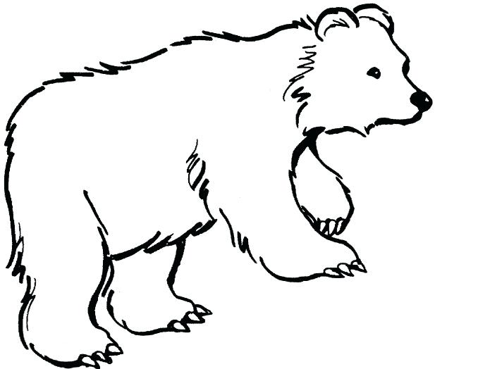678x524 Polar Bears Coloring Pages Shippa.co