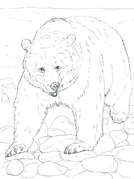 435x580 Bear Cub Coloring Pages Tiger Coloring Pages Coloring Pages