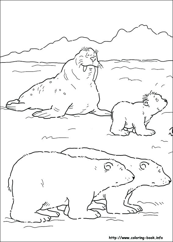 567x794 Polar Bear Coloring Pages Printable Of Bears Plus Polar Bears