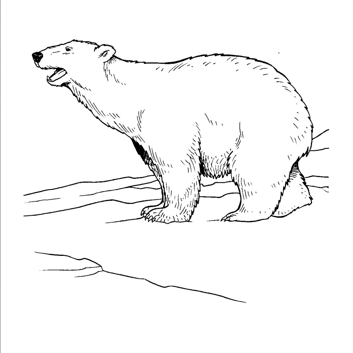 1224x1224 Babyolar Bear Coloringagesrintable Sheets For Christmas Best Polar