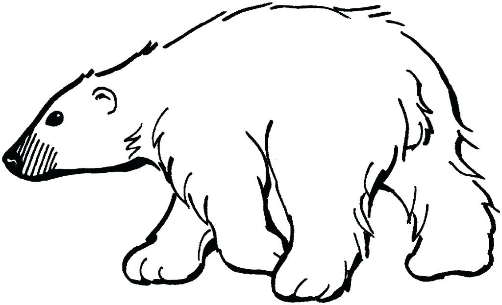 1024x623 Polar Bear Outline Drawing