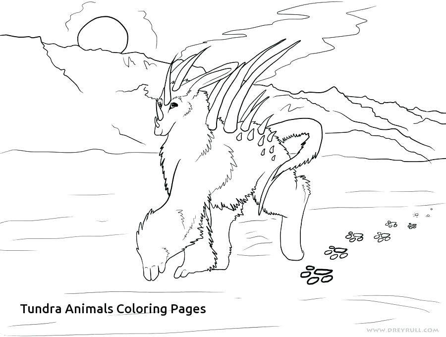 900x680 Tundra Coloring Pages