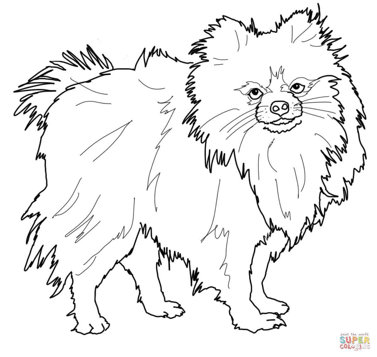 1200x1136 Pomeranian Coloring Book The Pomeranian Dog Coloring Page