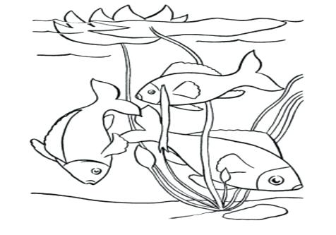 476x333 Pond Animals Coloring Page Just Pond Animals Coloring Page Pond