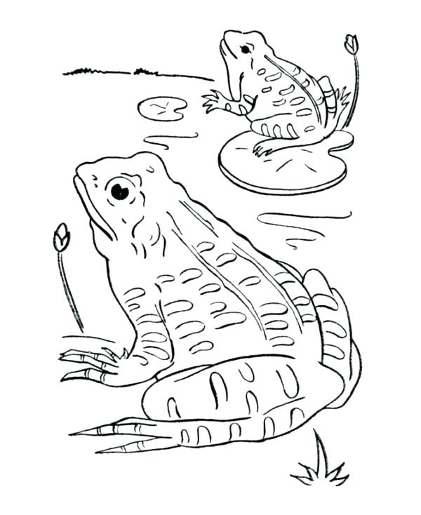600x734 Pond Coloring Pages Pond Coloring Page Pond Coloring Page Pond