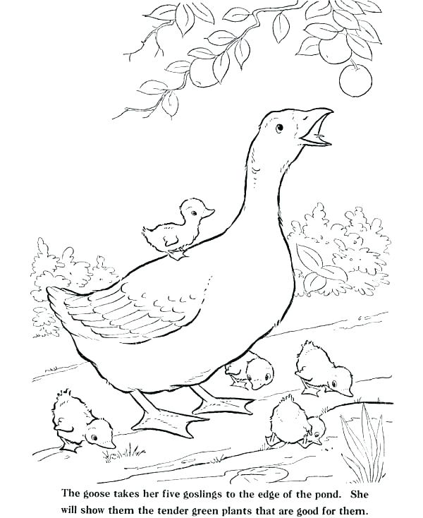 600x734 Pond Animals Coloring Pages Devon Creamteas