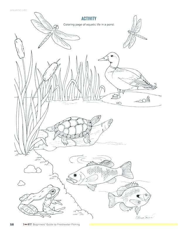 618x800 Frog Coloring Pages In Pond Frog Coloring Pages In Pond A Pond