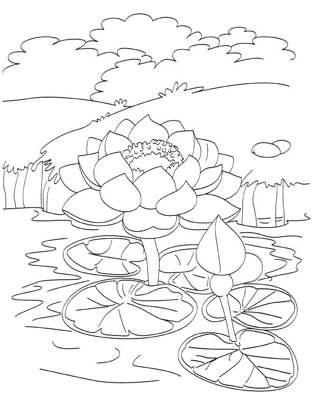 612x792 Pond Coloring Page Blooming Lotus In Pond Coloring Page Pond