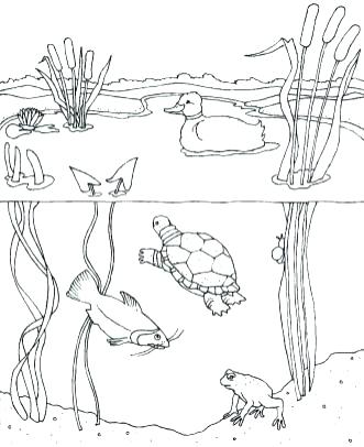 331x406 Pond Coloring Page Pond Coloring Water Lily In Page Free Printable