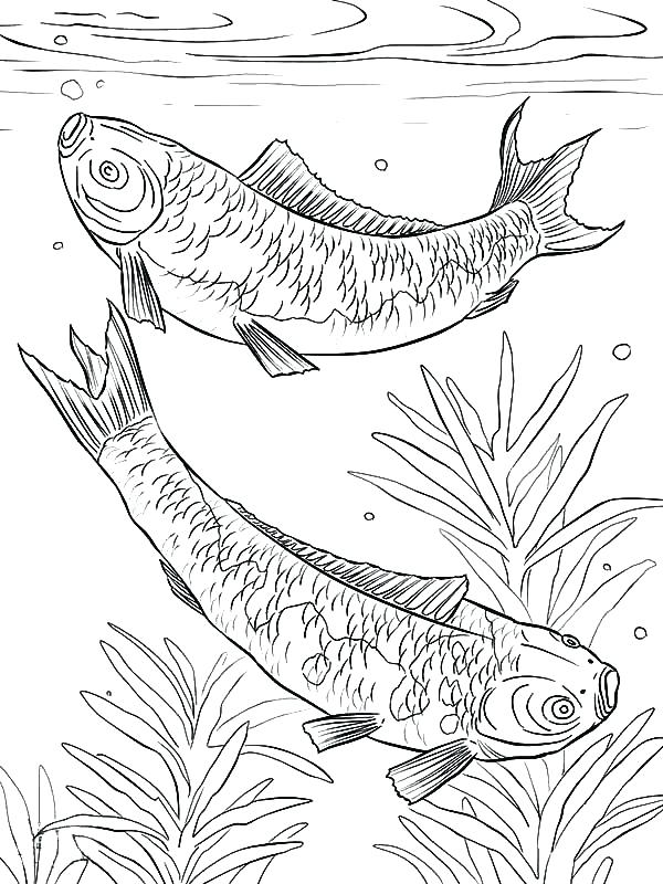 600x800 Pond Coloring Pages Pond Coloring Pages Fish Mating In The Pond