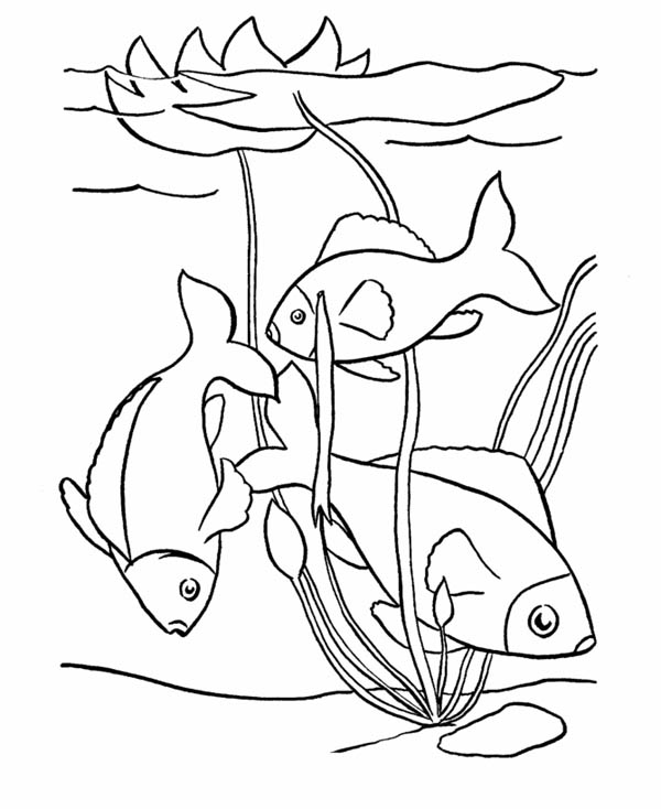 600x734 Pond Fish Coloring Pages