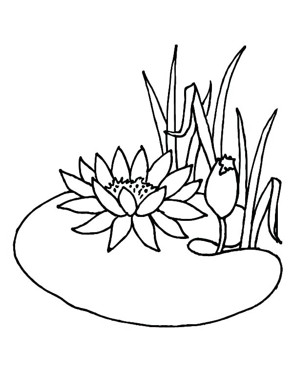 600x776 Surprising Pond Coloring Page Lotus Flower Growing In The Pond
