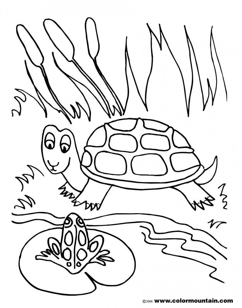 847x1080 Fundamentals Pond Animals Coloring Pages Page