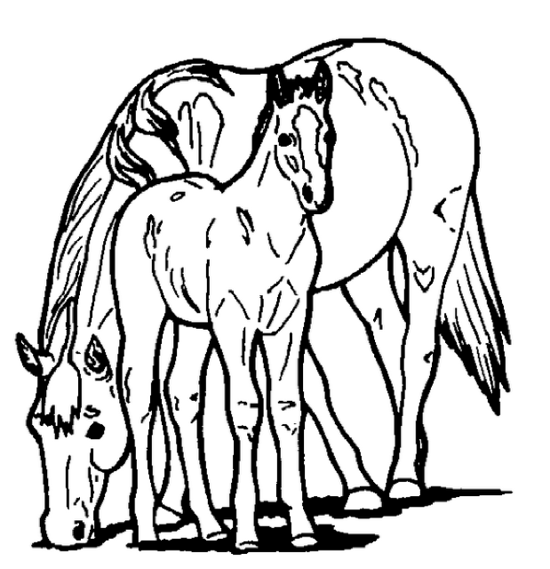 619x640 Horse And Pony Coloring Page Amp Coloring Book