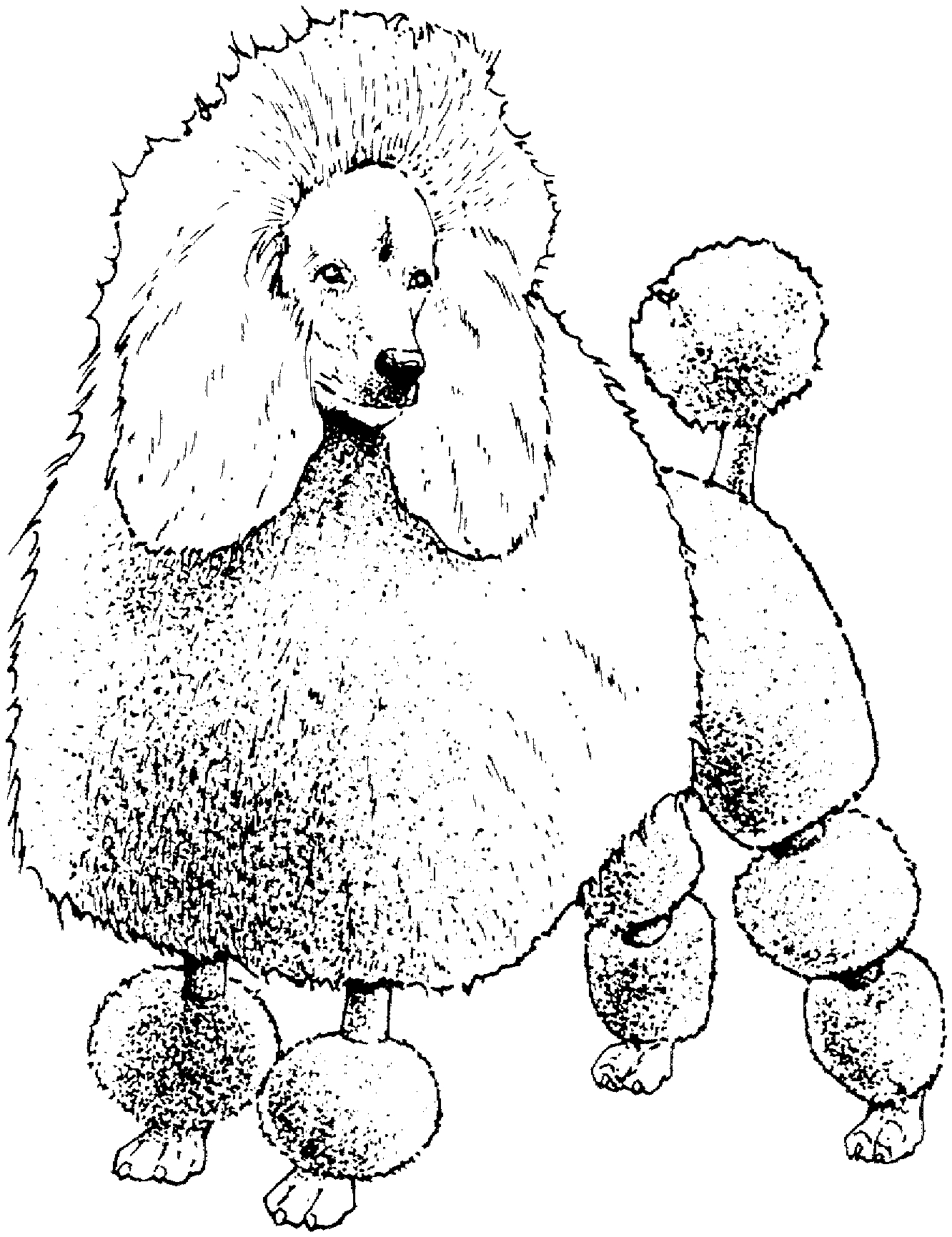 1332x1731 New Poodle Coloring Pages Design Printable Coloring Sheet