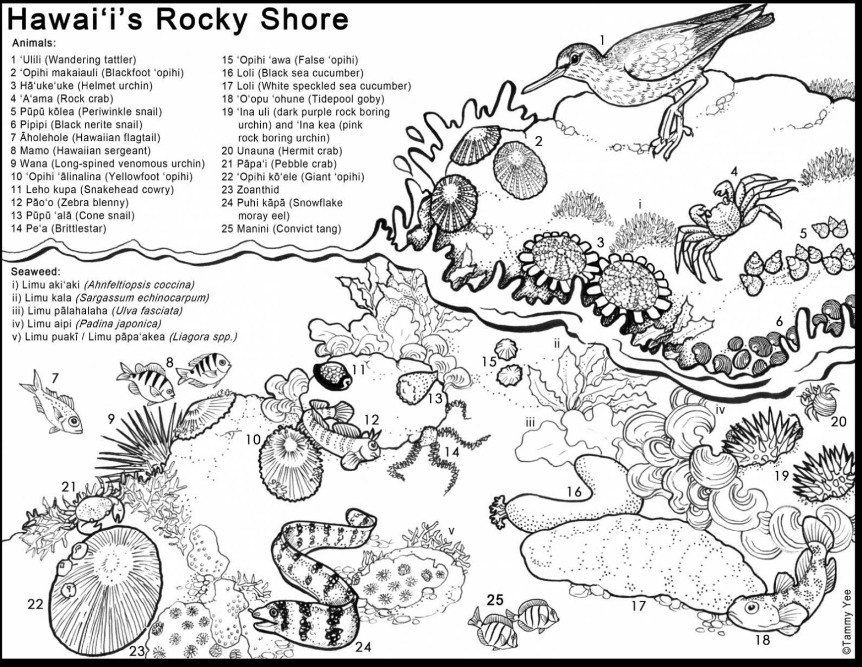 1739x1346 Grand Hawaii Coloring Pages Outstanding Tide Pool Animals For Kids