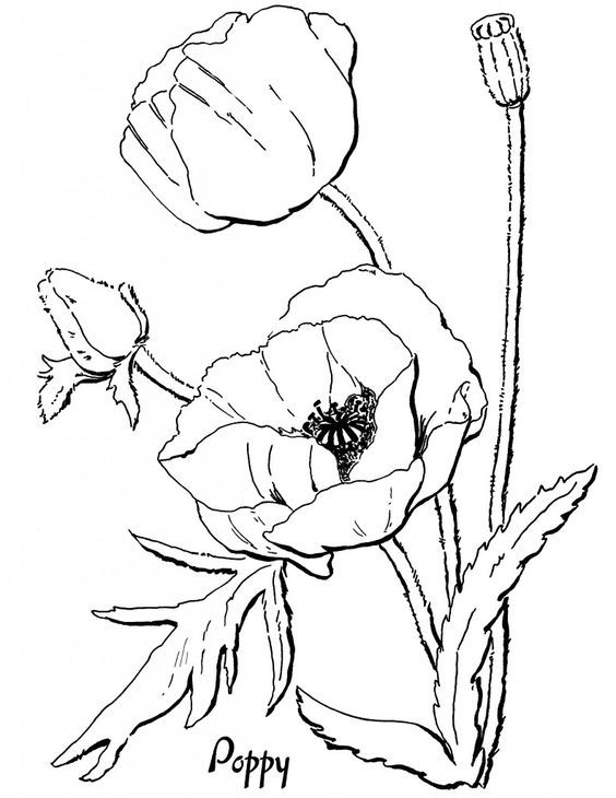 564x730 Poppy Coloring Page For Adults Graphics Fairy, Graphics And Fairy