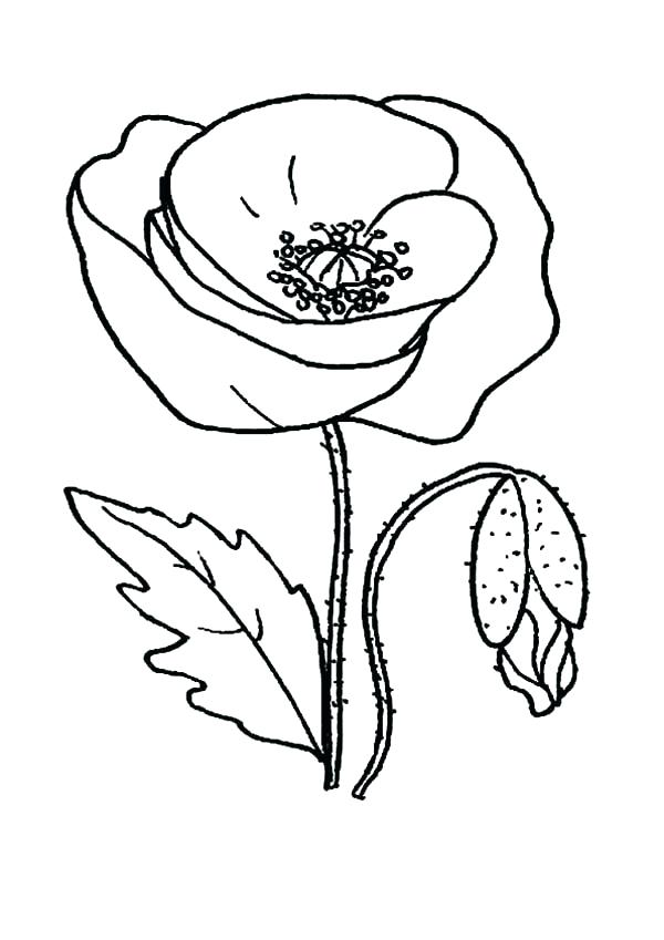 600x849 Poppy Coloring Pages Garden Of Poppy Coloring Page Poppy Wreath